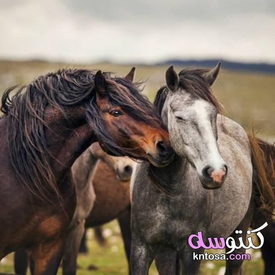 رمزيات خيول رومانسية 2