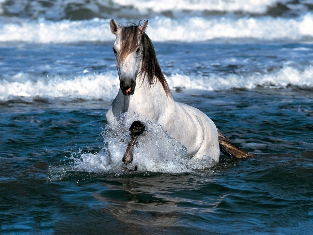 صور خيل 2