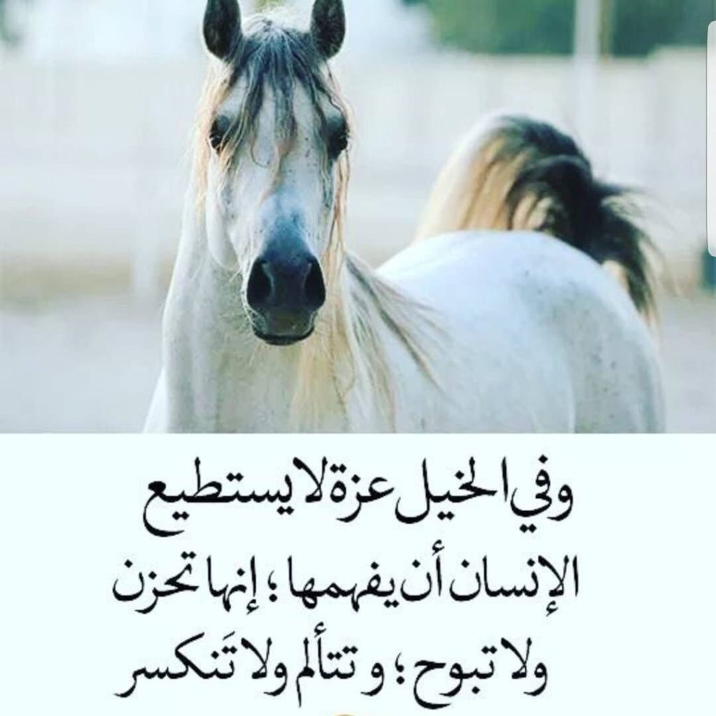 عبارات وصور خيول 3