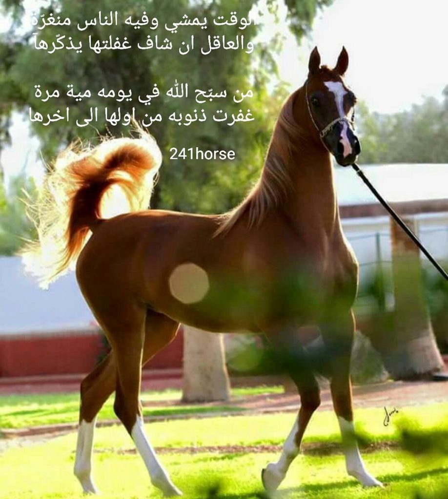 عبارات وصور خيول 4