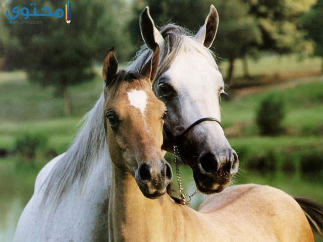 صور خيل