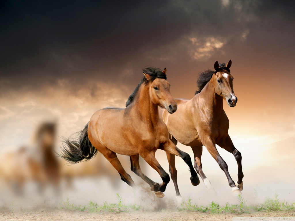 صور خيل 4
