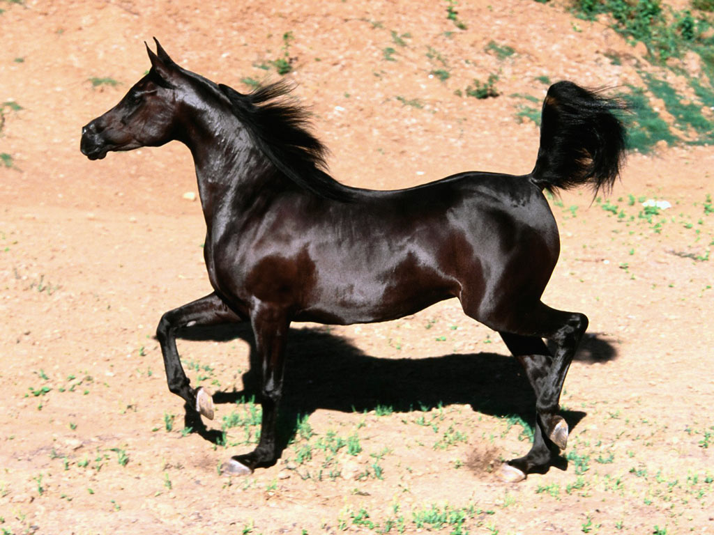 صور خيل 5