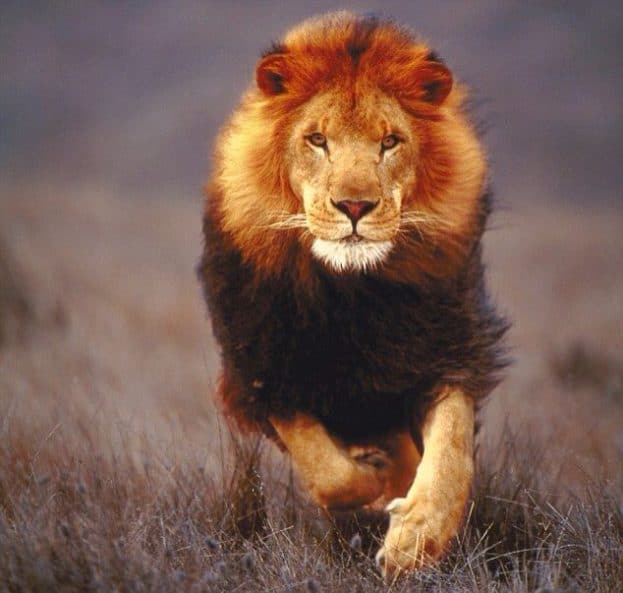 صور اسد 1