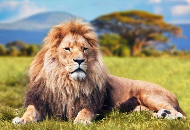 اجمل الصور للاسود والنمور4