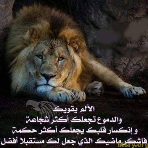خلفيات اسد مكتوب عليها1