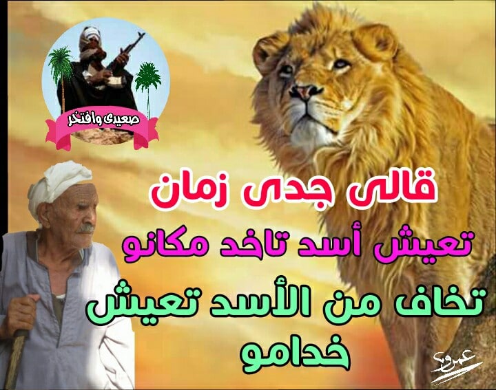 خلفيات اسد مكتوب عليها4