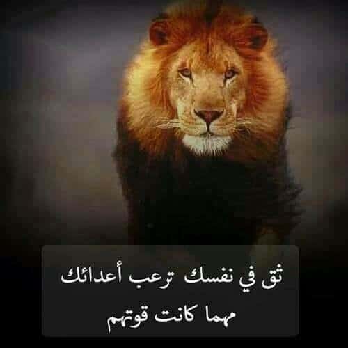 خلفيات اسد مكتوب عليها5