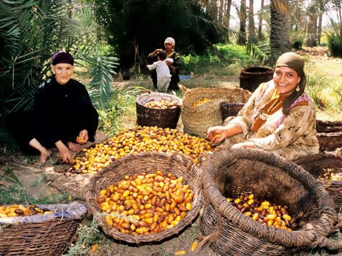 أهم منتجات واحة سيوة1