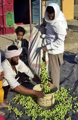 أهم منتجات واحة سيوة2