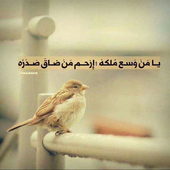 صوردينية مؤثرة2