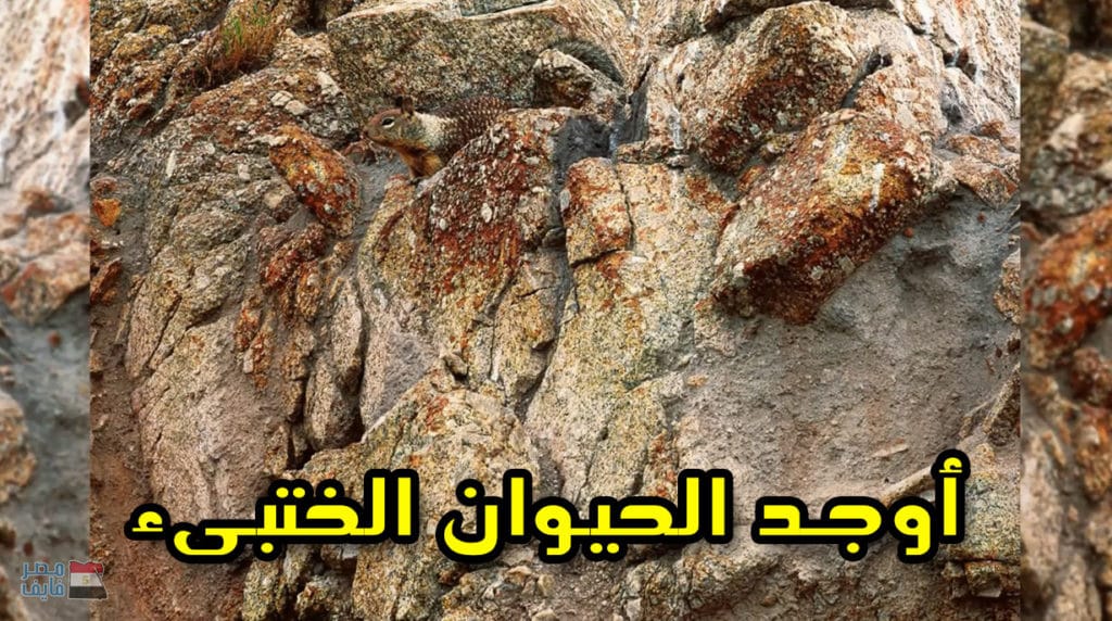 ألغاز بالصور حيوانات ٥