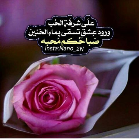 صباح الشوق تويتر ٢
