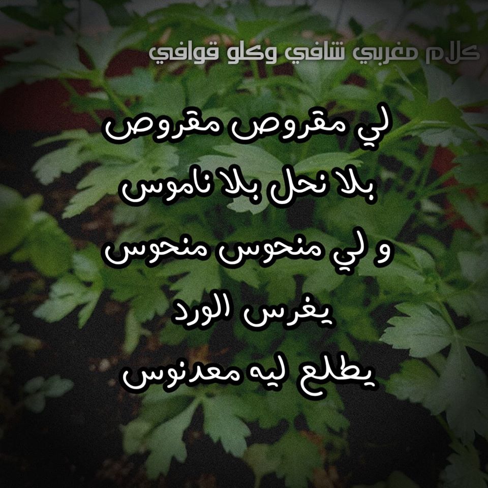 كلام مضحك مغربي