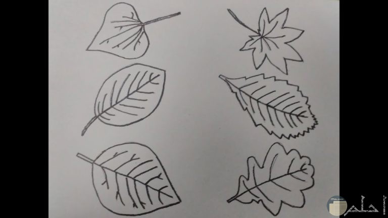 رسومات سهلة3