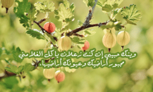 رسائل اعتذار طويلة للتعبير