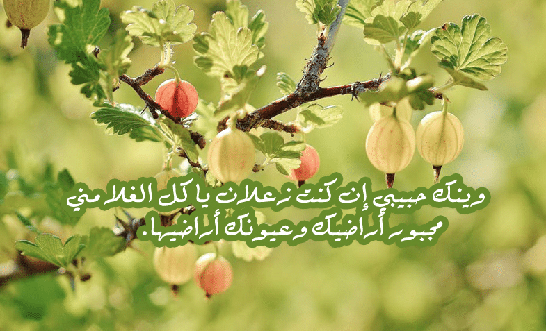 رسائل اعتذار للحبيبة طويلة