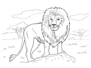 رسومات حيوانات الغابة