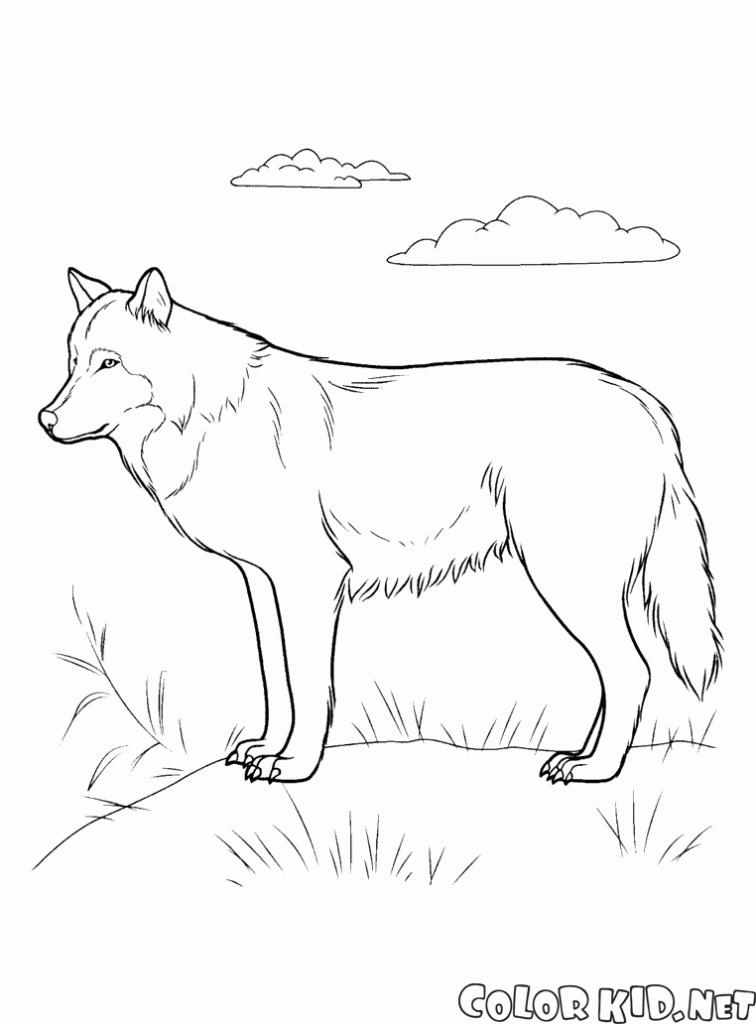 رسومات حيوانات مفترسة4