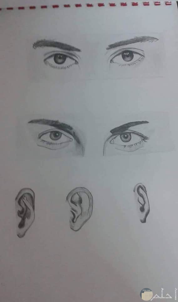 رسومات للمبتدئين1