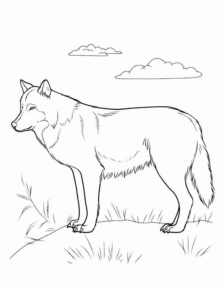 رسومات حيوانات الغابة3
