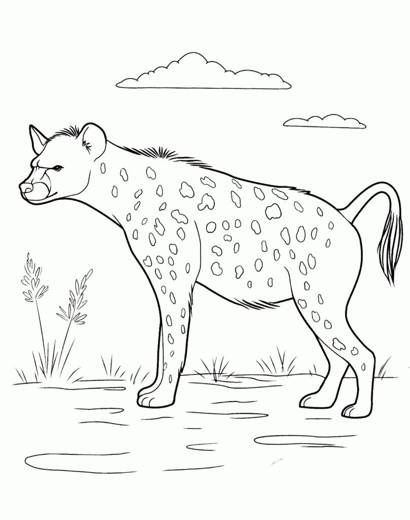 رسومات حيوانات الغابة4