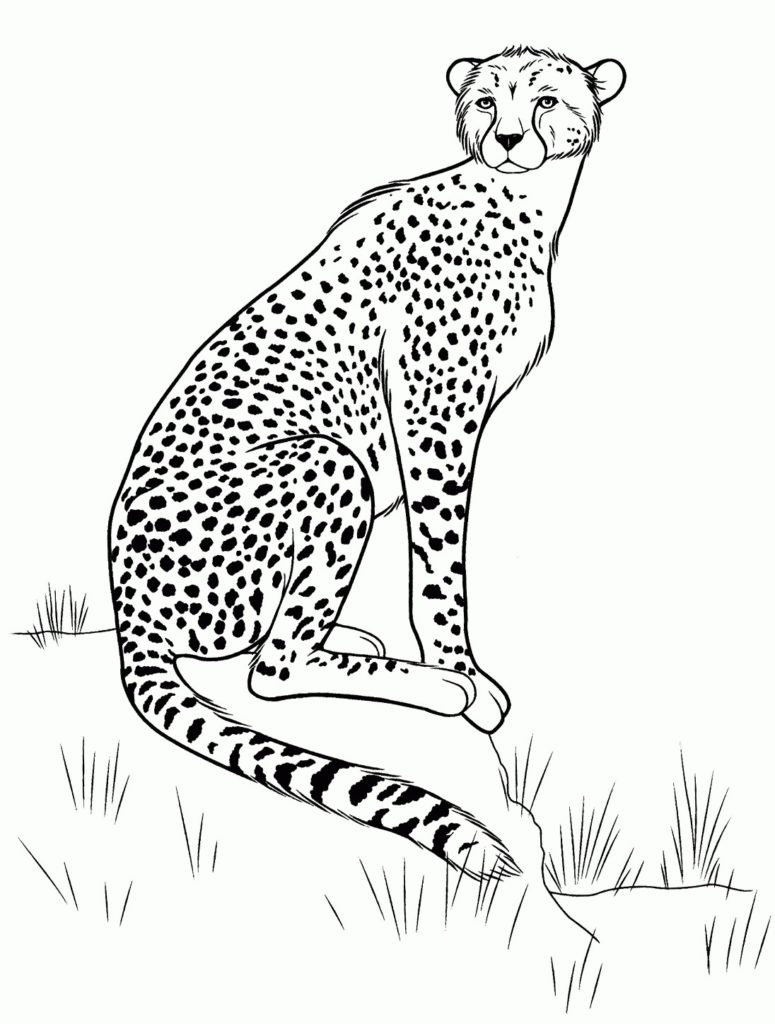 رسومات حيوانات مفترسة1