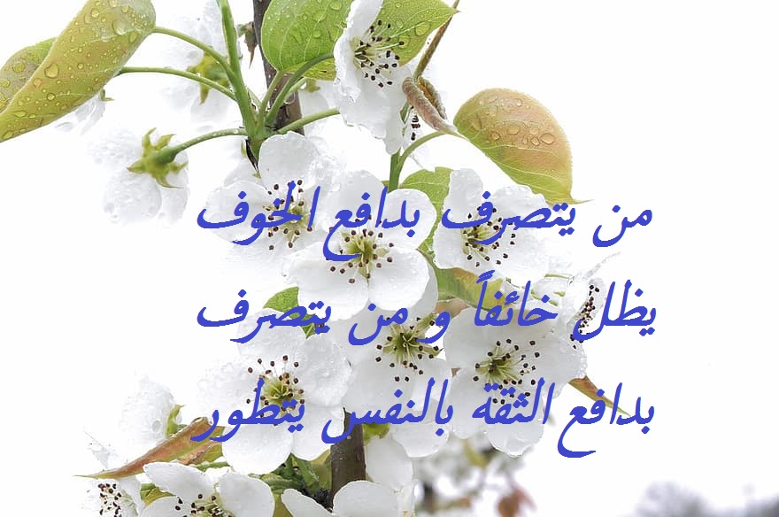 كلام عن الثقة تويتر