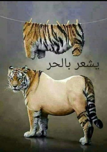بوستات عن الحر