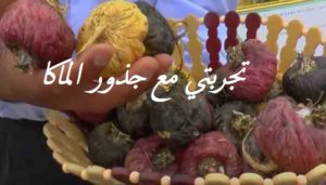 تجربتي مع جذور الماكا