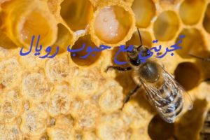 تجربتي مع حبوب رويال جيلي