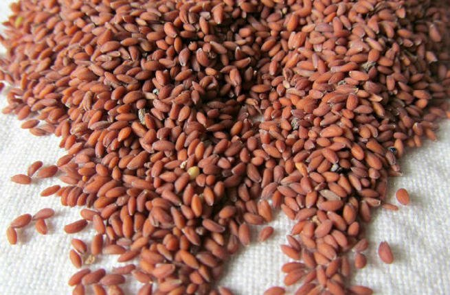زيت حب الرشاد للشعر