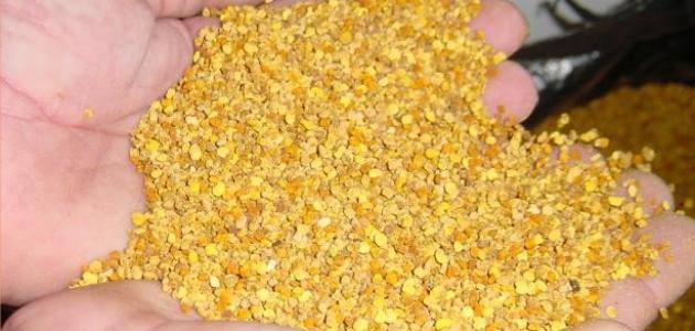 خلطة لقاح النخل مع العسل للحمل