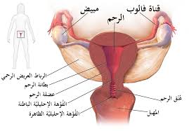 كيف اعرف أن الرحم رجع لوضعه الطبيعي بعد الولادة - أسباب عدم رجوع الرحم بعد الولادة