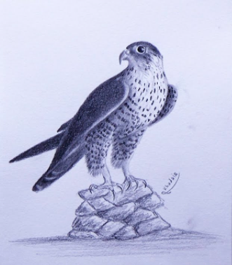 رسم صقر بالرصاص 1