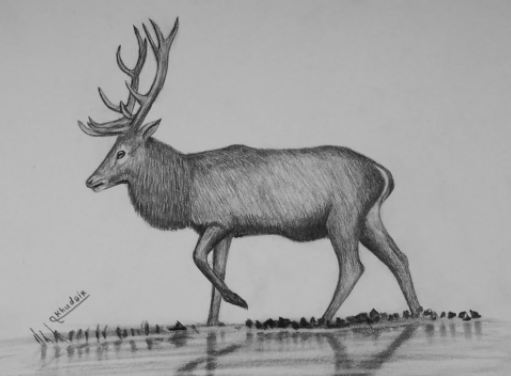 رسم غزال بالرصاص 1