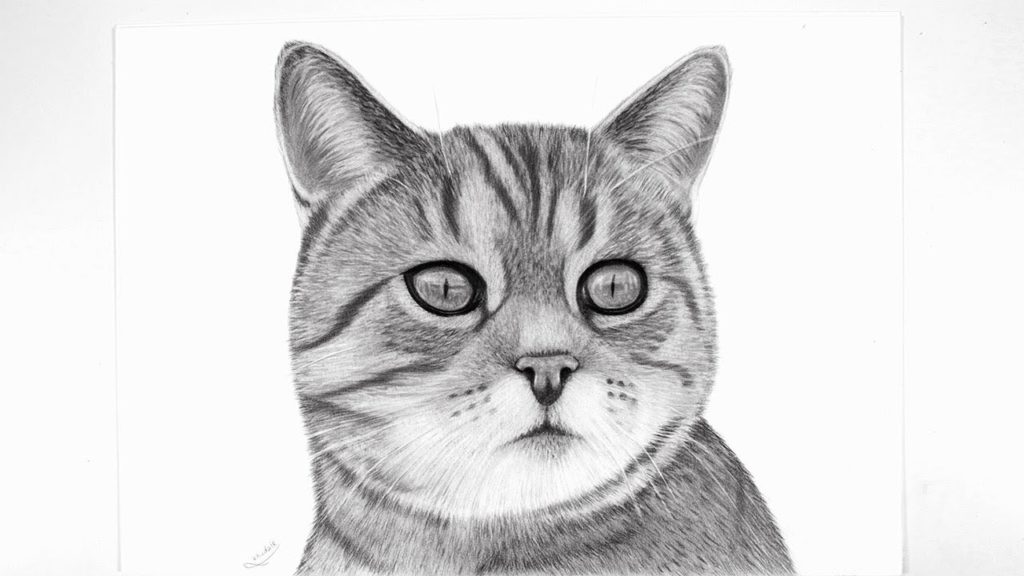 رسومات قطط بالقلم الرصاص 1