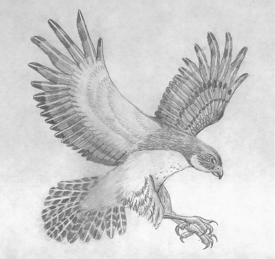 رسم صقر بالرصاص 2