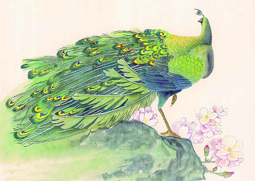 رسومات طاووس ملونة 2