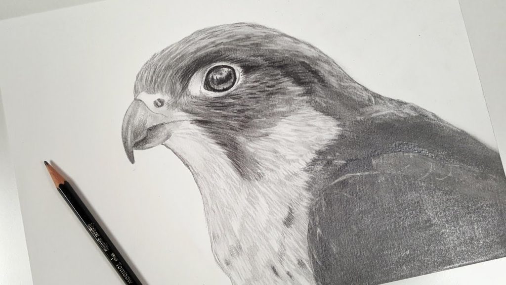 رسم صقر بالرصاص 3
