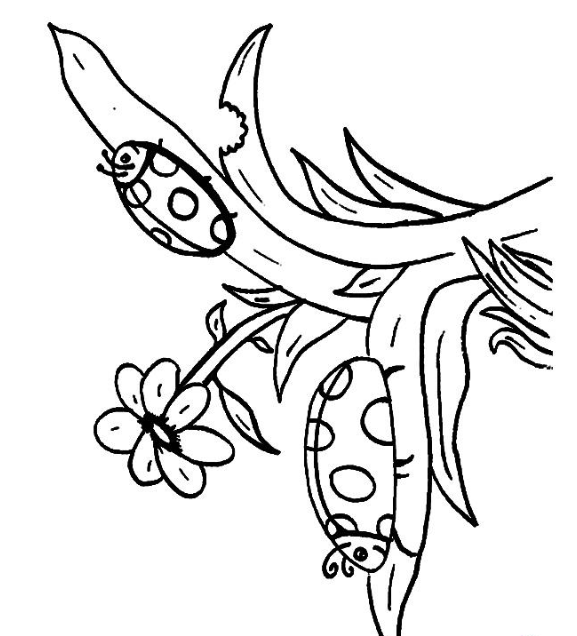 رسومات تلوين الدعسوقة3