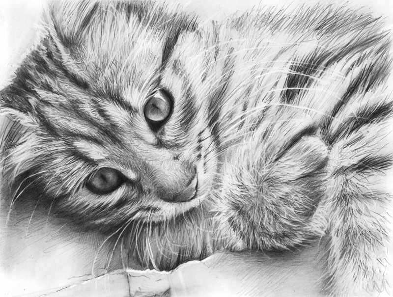 رسومات قطط بالقلم الرصاص 4