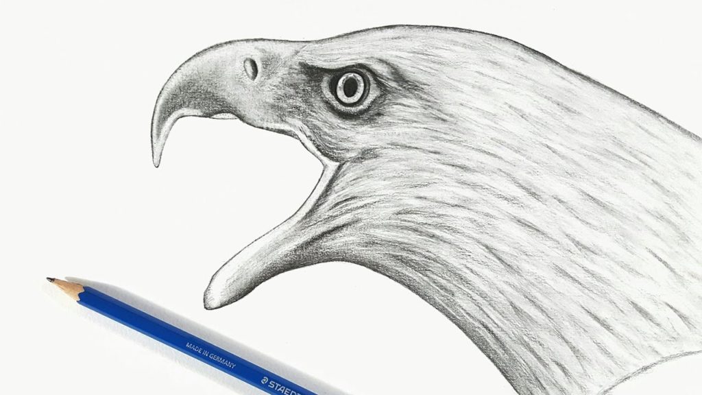رسم صقر بالرصاص 4