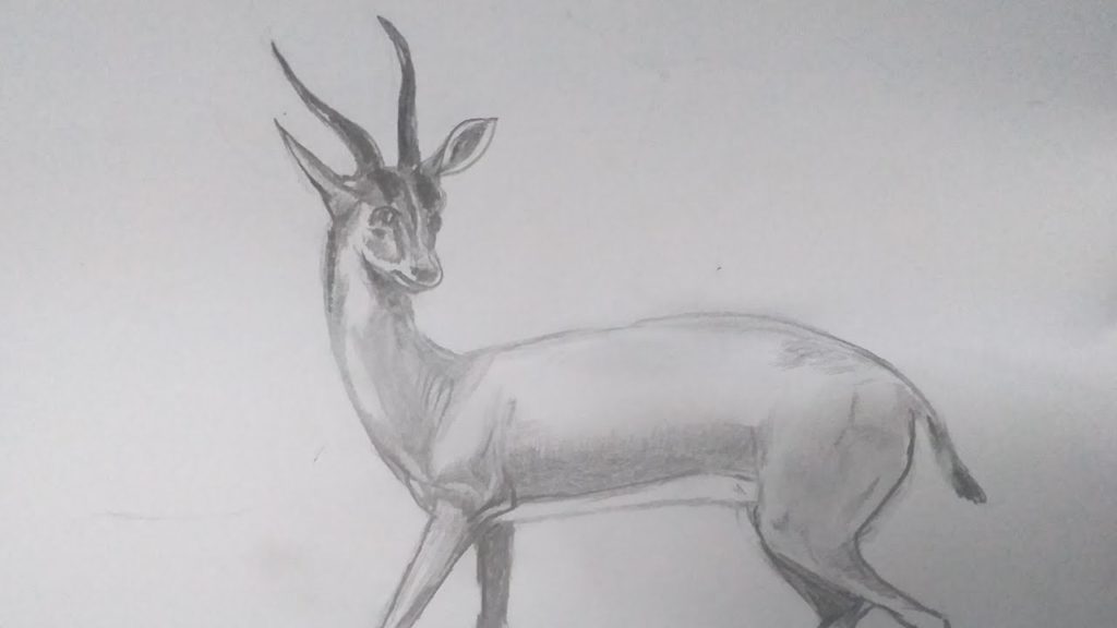 رسم غزال بالرصاص 3