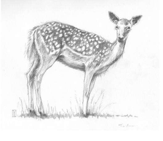 رسم غزال بالرصاص 4