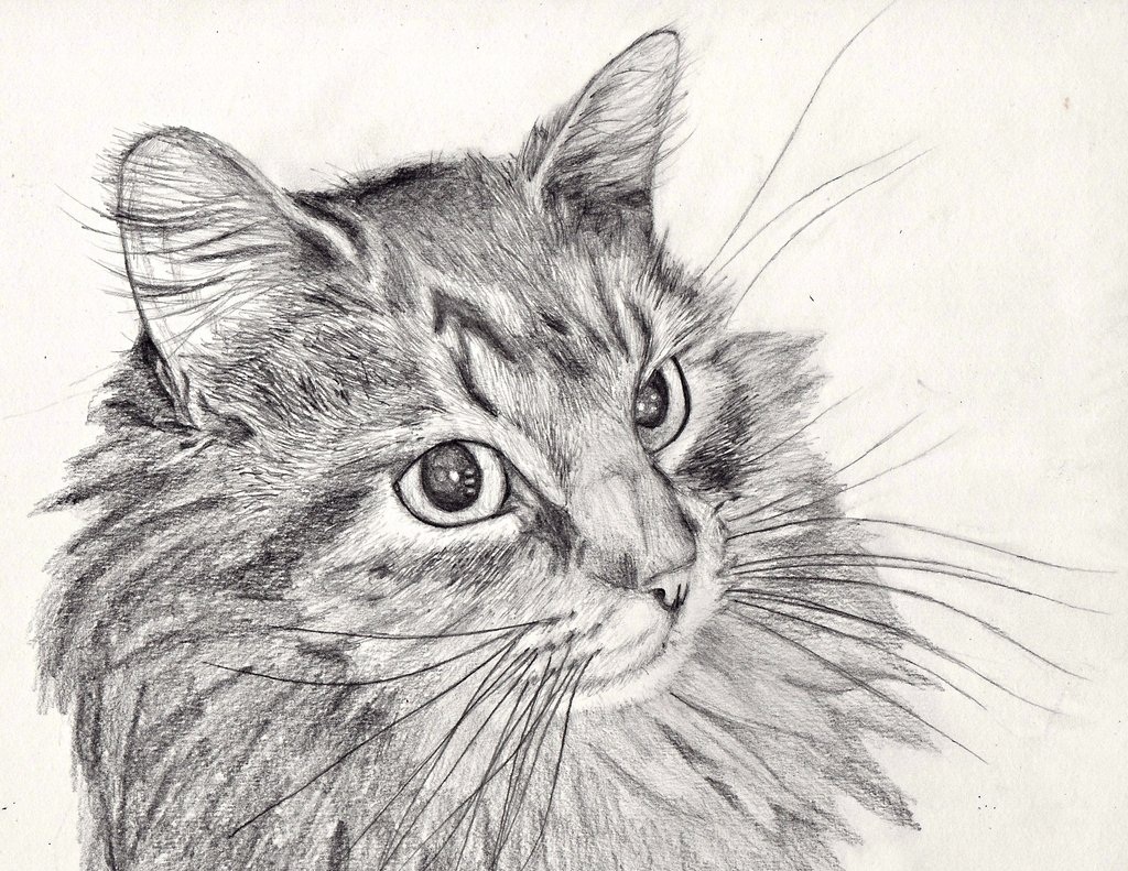 رسومات قطط بالقلم الرصاص 5
