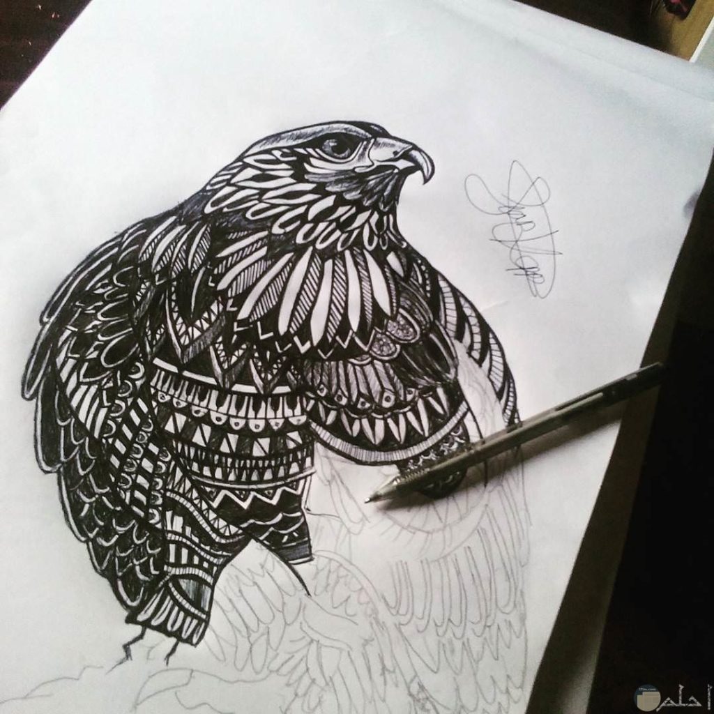 رسم صقر بالرصاص 5