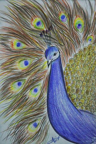 رسومات طاووس ملونة 3