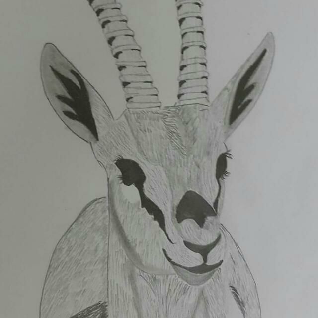 رسم غزال بالرصاص 5