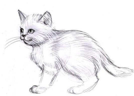 رسومات قطط بالقلم الرصاص 6